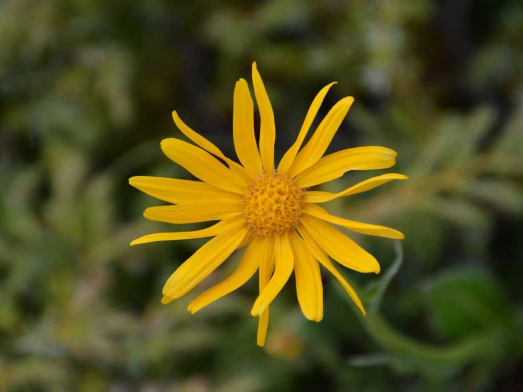 Senecio doronicum